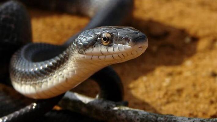 Hyderabad Man eats live snake video goes viral bmm Hyderabad Man eats live snake video goes viral bmm