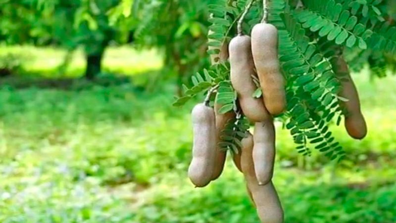 4. चैत्र नवरात्रि में इमली के पेड़ की डाल काट कर घर में ले आयें। इस डाल को सामने रखकर महालक्ष्मी मंत्र का जाप 11 बार करें और फिर इसे अपने तिजोरी या धन रखने की स्थान पर रख दें। इससे अखंड लक्ष्मी की प्राप्ति होगी।
