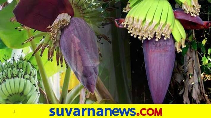 Channapatna Farmer Destroys 3 Acres Of Banana Crops snr Channapatna Farmer Destroys 3 Acres Of Banana Crops snr