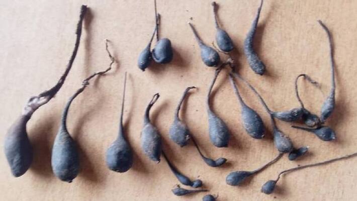 sclerotium stipitatum aka nilamanga found sclerotium stipitatum aka nilamanga found