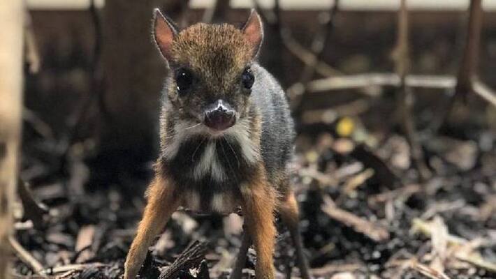 height of a pencil Mouse deer height of a pencil Mouse deer