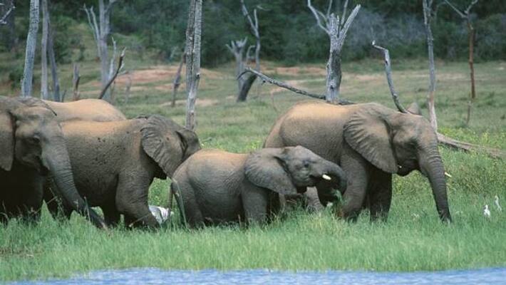 Zimbabwe to hunt elephants Zimbabwe to hunt elephants