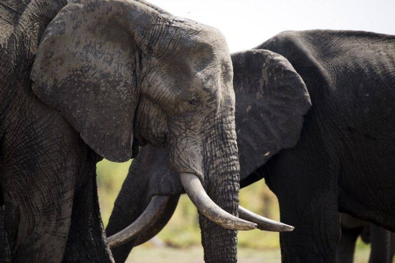 Zimbabwe to hunt elephants