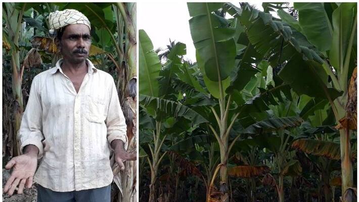 farmers of wayanad in trouble amid covid farmers of wayanad in trouble amid covid