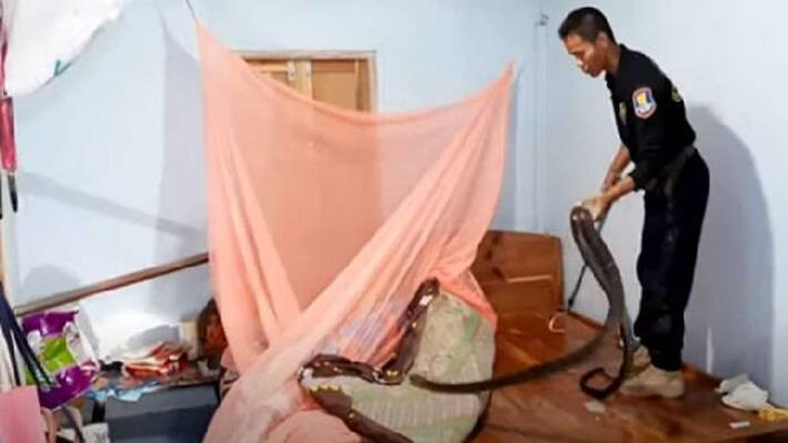 Scary Cobra Caught Under Womans Wooden Bed Scary Cobra Caught Under Womans Wooden Bed