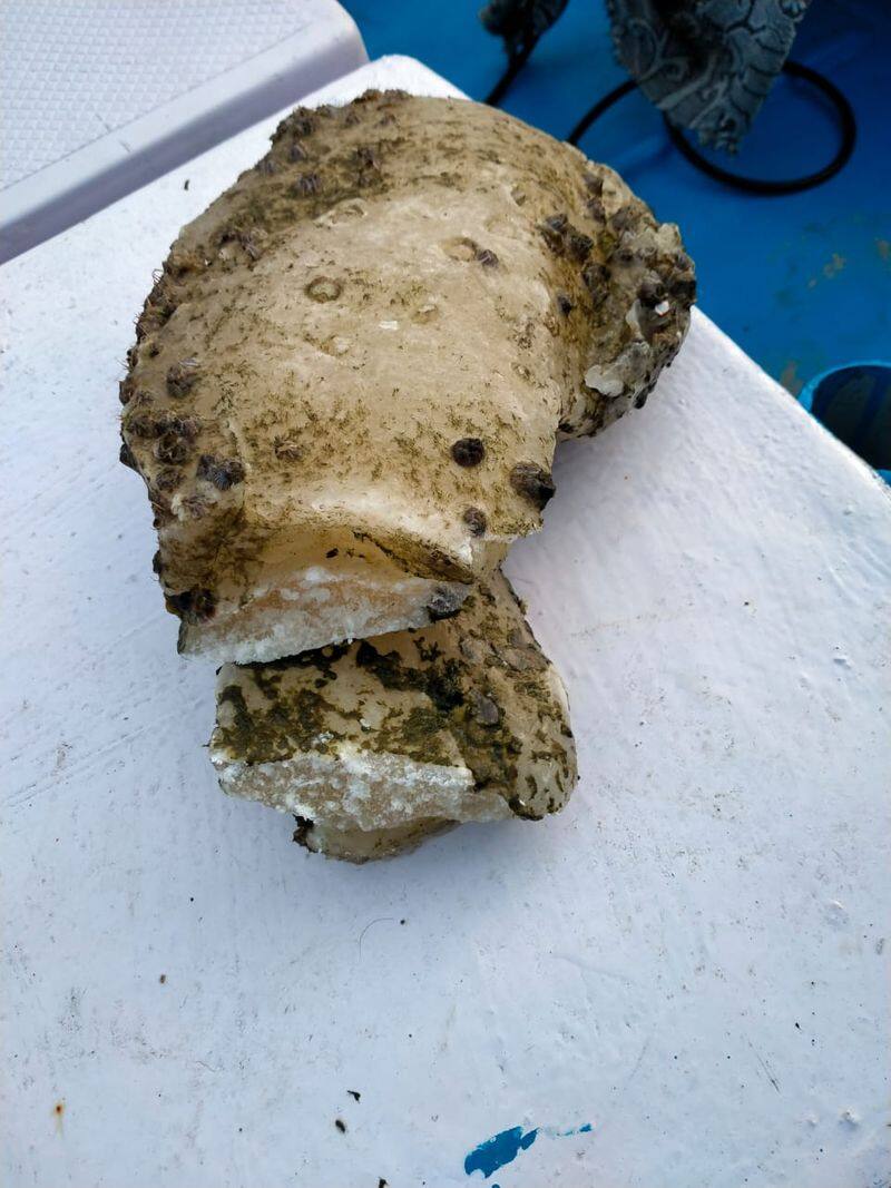 Whale Vomit Found at  Murudeshwar Beach in Uttara Kannada grg