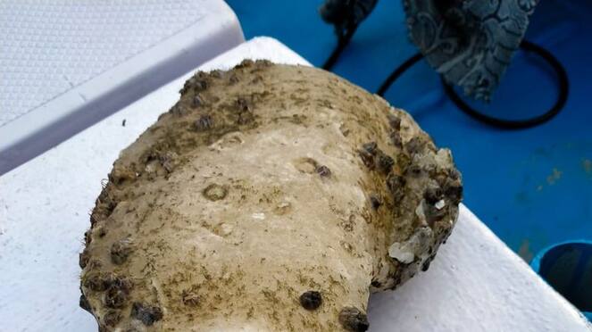 Explained why is this Whale Vomit so Valuable hls