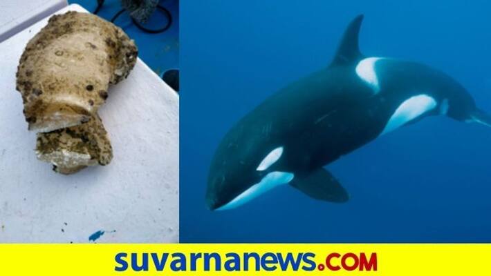 Thane Sperm whale vomit worth Rs 26 crore seized five arrested pod Thane Sperm whale vomit worth Rs 26 crore seized five arrested pod