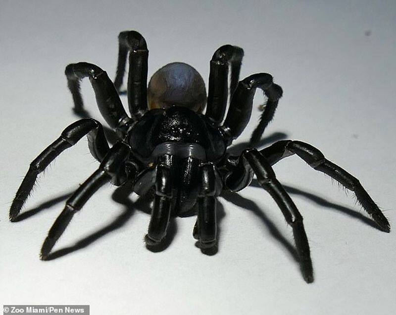 The Pine Rockland Trapdoor Spider founded