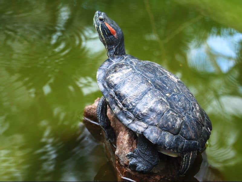 beware invasive species red eared turtles in kerala