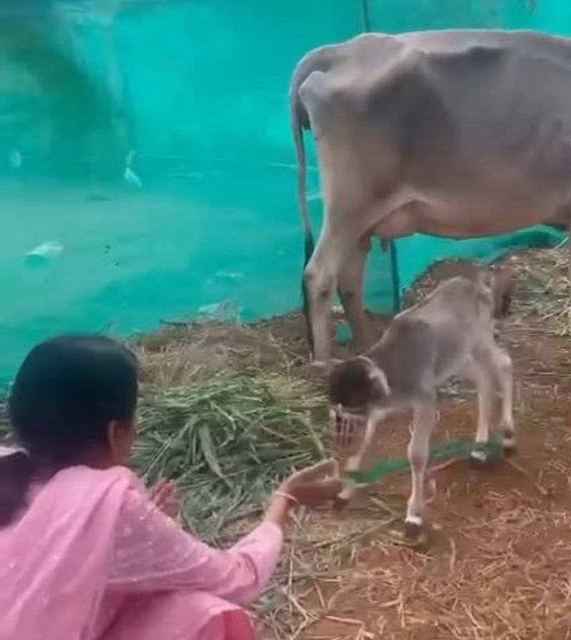 అలాంటిది ఇటీవల సుమ తన ఇన్స్టాగ్రామ్ ద్వారా ఓ వీడియోని పంచుకుంది. ఇందులో లేగ దదూడ మూతికి అడ్డంగా వెదురు బుట్టి కట్టడం నెటిజన్ల ఆగ్రహానికి కారణమైంది. `దూడ మూతిని పాలు తాగకుండా అలా కట్టేసారేంటి? ఇంతటి క్రూరత్వమా` అంటూ సుమను తీవ్ర స్థాయిలో విమర్శించారు. సోషల్ మీడియాలో ట్రోల్స్ చేశారు.