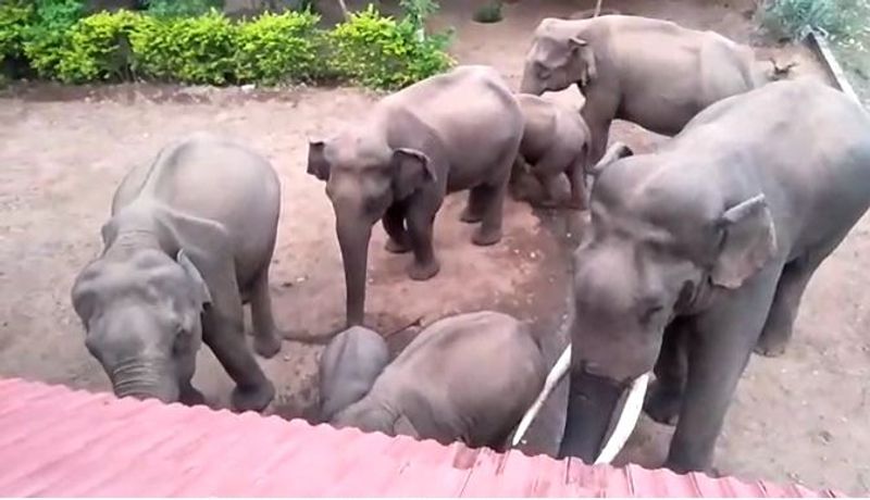 இதனைத் தொடர்ந்து அங்கு வந்த யானைகள் தண்ணீர் தொட்டியில் விளையாடி தண்ணீர் குடித்து விட்டு சென்றது.