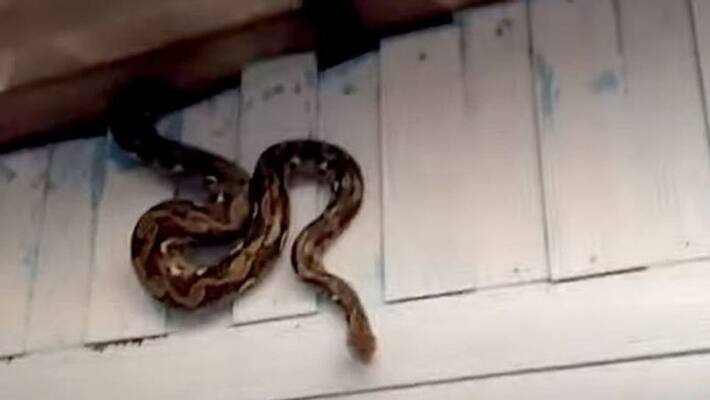 Huge Python Caught On Family s Roof Huge Python Caught On Family s Roof