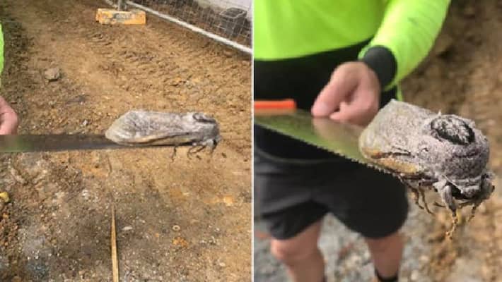 giant moth found in queensland school compound giant moth found in queensland school compound