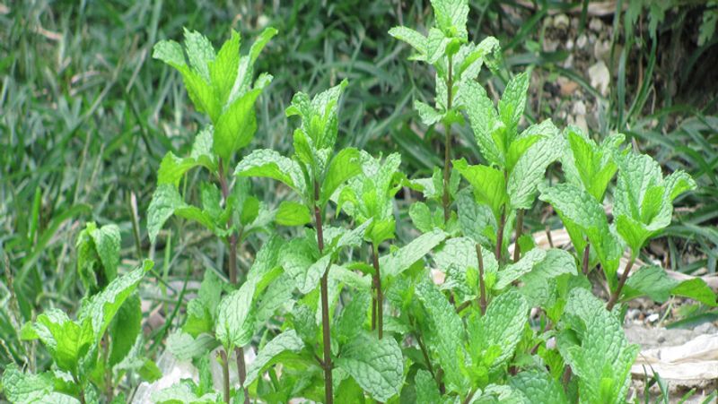 फल और सब्जियों को करें शामिल
खाने में फल और सब्जियां अधिक शामिल हों। बच्चों को ताजा कटे हुए सलाद और सूप दें। मौसमी फलों और सब्जियों को शामिल करना बहुत आवश्यक है क्योंकि वे आवश्यक सूक्ष्म पोषक
तत्वों और खनिजों के समृद्ध स्रोत होते हैं। 