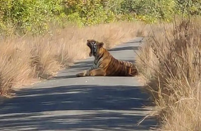 to 9 destination in india which famous for tiger reserve bjc