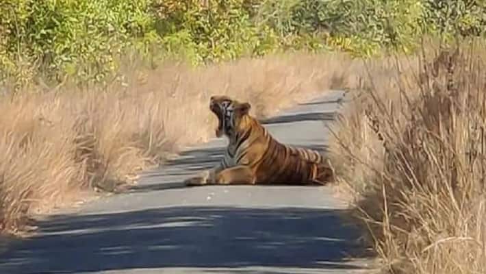 Leopard spotted near Sannidanam guest house at Tirumala lns Leopard spotted near Sannidanam guest house at Tirumala lns