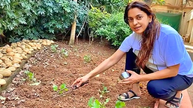 ఆ ఫామ్ హౌస్ లో కౌషెడ్స్, స్టాఫ్ క్వార్టర్స్ ఉన్నాయి. వాళ్లు అక్కడే ఉంటూ ఫామ్ హౌస్ లో మరిన్ని ఎక్కువ ప్లాంట్లు నాటనున్నారు.