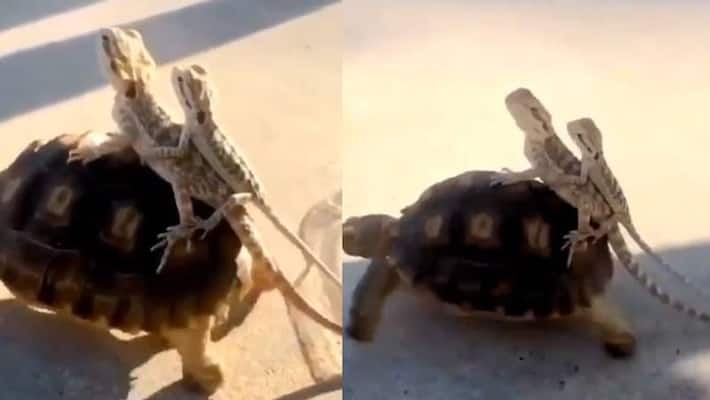 Video of tortoise and Chameleons Video of tortoise and Chameleons