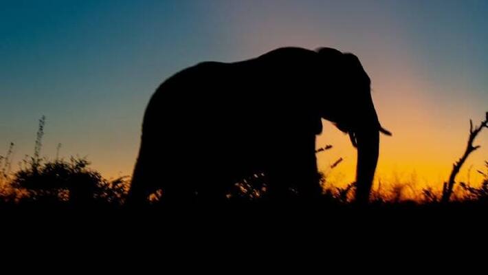 18 wild elephants found dead in Assam 18 wild elephants found dead in Assam