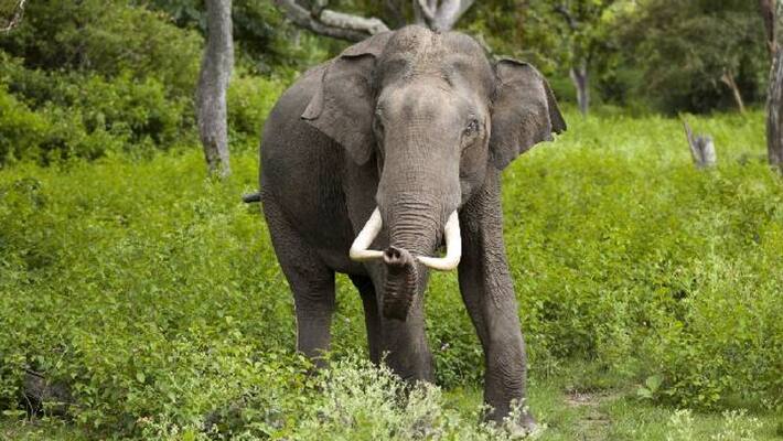 Elephants destroy all banana trees except the one with nests Elephants destroy all banana trees except the one with nests