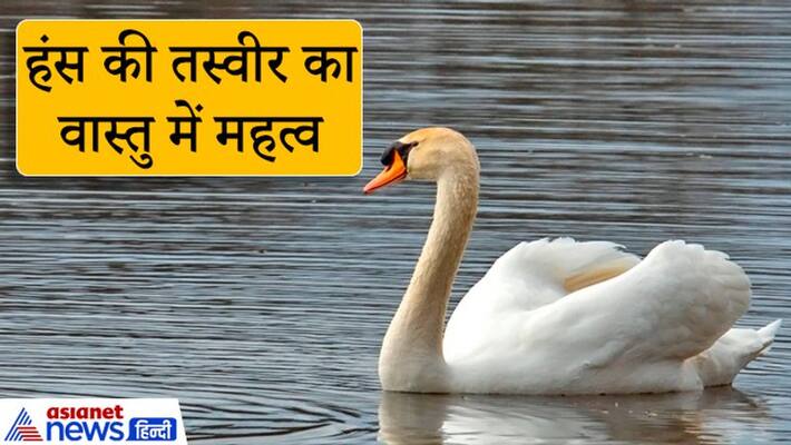 A picture of a swan should be put in the house, shop or office, it ends negativity KPI A picture of a swan should be put in the house, shop or office, it ends negativity KPI