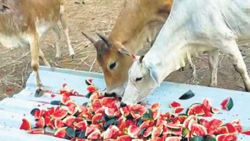 Chennai high court ask private concerns also help feed for street animals on corona pandemic