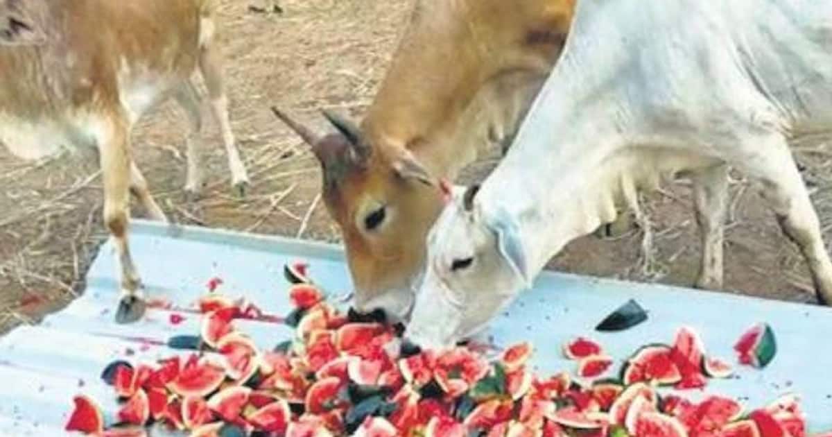 इस राज्य के मुख्यमंत्री ने जारी किए 60 लाख रुपए, ताकि लॉकडाउन में सड़कों पर भूखें ना रहें जानवर | Odisha CM Naveen Patnaik sanctions Rs 60 lakh to feed stray animals