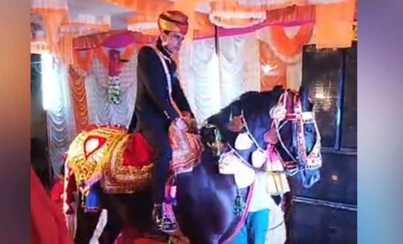 बताया जाता है कि शैतान सिंह और कृष्णा कंवर की शादी में कोरोना गाइड लाइन का पालन दूर-दूर तक नहीं किया गया था। बड़ी संख्या में मेहमानों को बुलाया गया। ना तो किसी ने मास्क लगाया और ना ही किसी ने सोशल डिस्टेंसिंग जैसी गाइड लाइन का पालन किया। सामान्य दिनों की तरह यह विवाह संपन्न कराया।