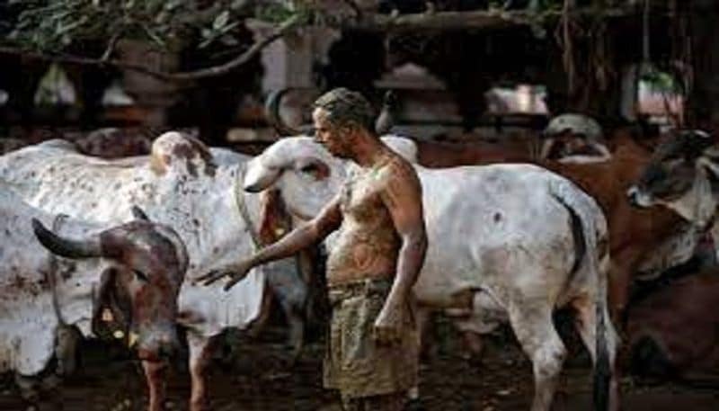 ప్రతి ఆదివారం కొంతమంది ఇక్కడకు వచ్చి, ఆవుపేడ, మూత్రాన్ని ఒంటికి పూసుకుంటున్నారు.