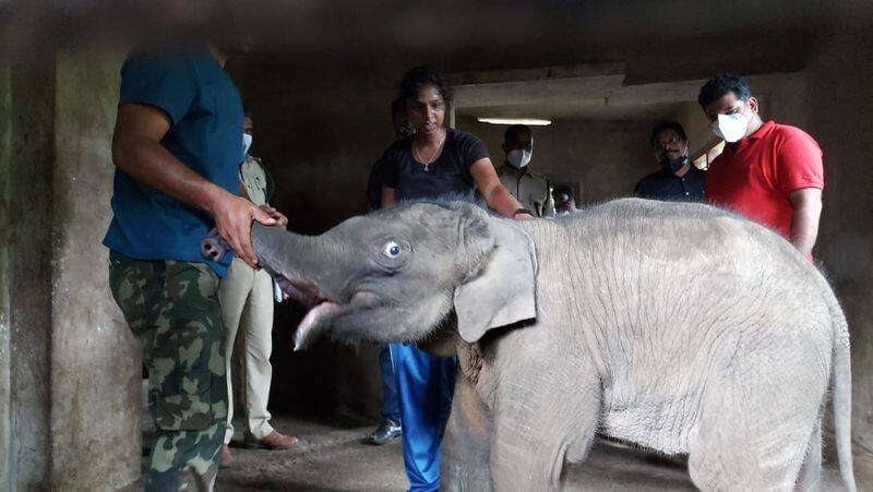 team treated the injured elephant and took it to the Kappukattu Elephant Rehabilitation Center