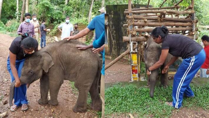 team treated the injured elephant and took it to the Kappukattu Elephant Rehabilitation Center team treated the injured elephant and took it to the Kappukattu Elephant Rehabilitation Center