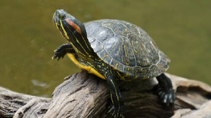 case against thane man followed by his turtle died after falling from flat case against thane man followed by his turtle died after falling from flat