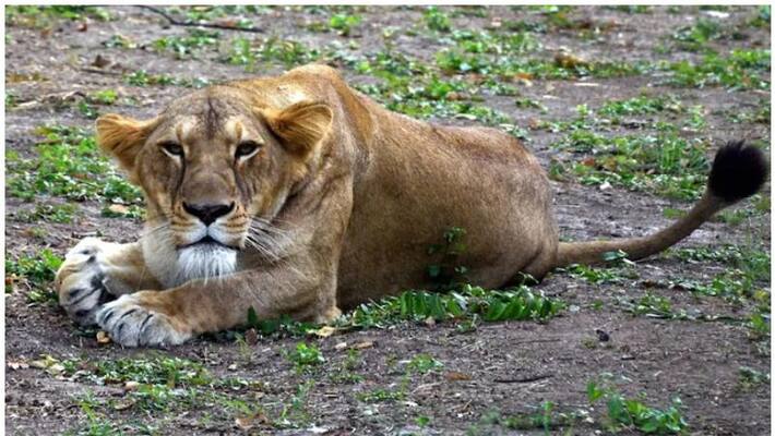 lion tests covid positive in jaipur zoo lion tests covid positive in jaipur zoo