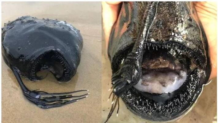 Rarely Seen Deep Sea Fish Found Washed Up On California Beach Rarely Seen Deep Sea Fish Found Washed Up On California Beach