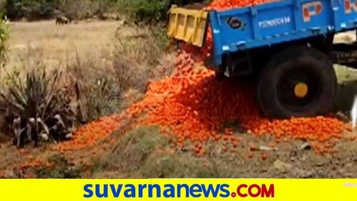 Farmers Destroy tomato in farm lands Due Price drop snr Farmers Destroy tomato in farm lands Due Price drop snr