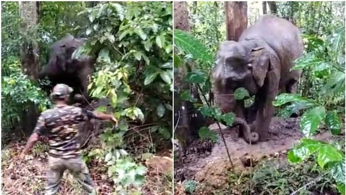 wild elephant rescued from a tree while picking jack fruit in Wayanad wild elephant rescued from a tree while picking jack fruit in Wayanad