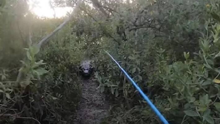 video in which alligator chases man during fishing video in which alligator chases man during fishing