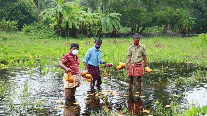 agriculture loss in kanjikuzhi alleppey in heavy rain agriculture loss in kanjikuzhi alleppey in heavy rain
