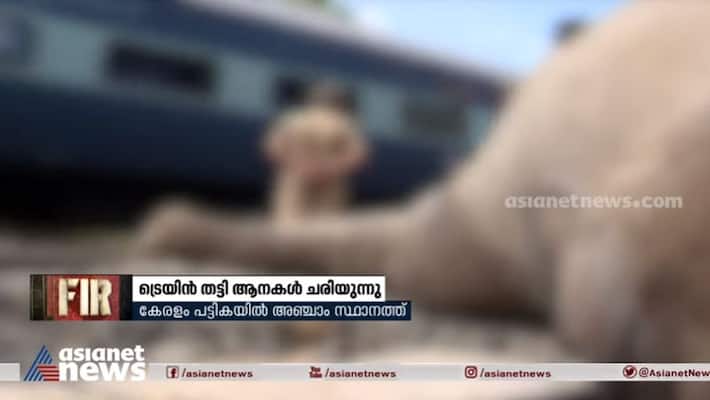 Elephants killed on railway tracks Elephants killed on railway tracks