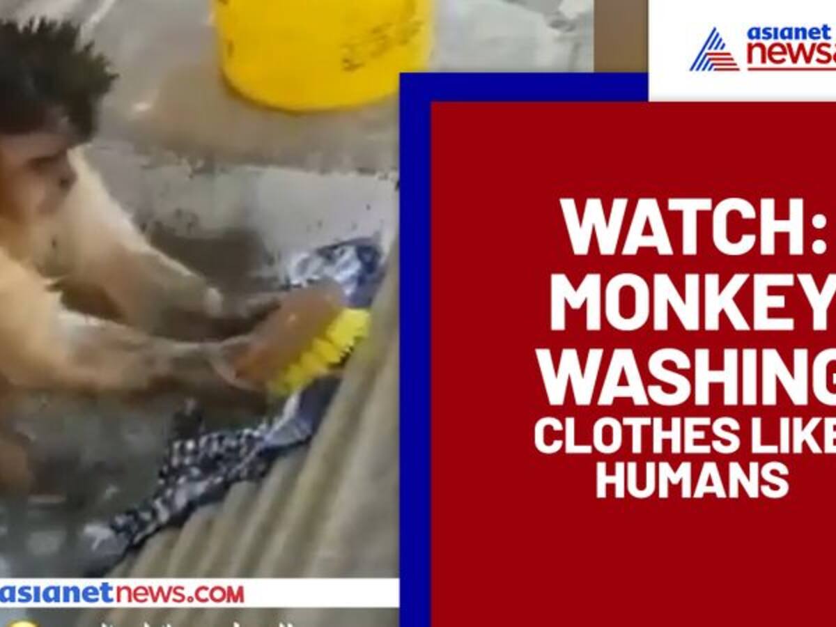 Monkey 'washing' clothes like humans? Watch hilarious video Monkey 'washing' clothes like humans? Watch hilarious video