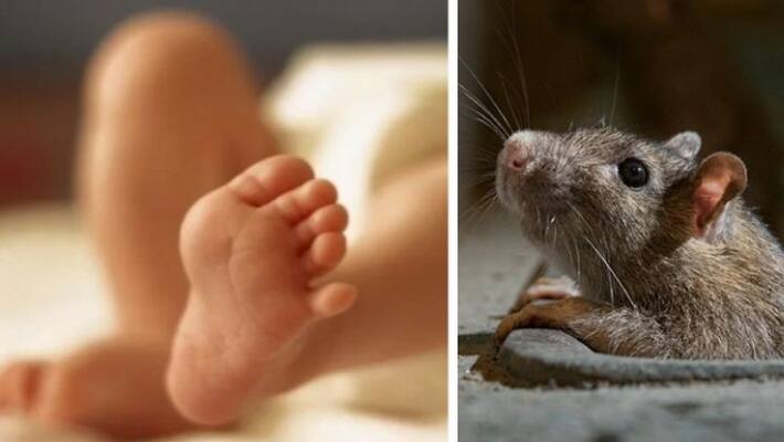 madhya pradesh news rats poop heel and thumb of newborn baby in my hospital indore kpr madhya pradesh news rats poop heel and thumb of newborn baby in my hospital indore kpr