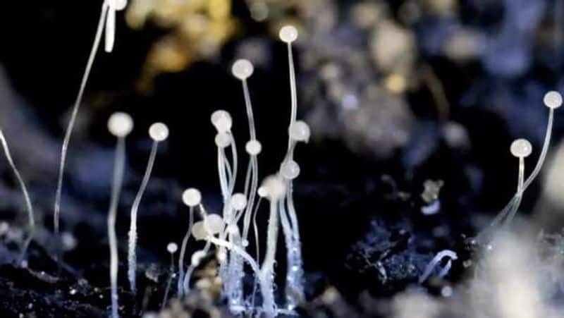 black fungus affect..Private school teacher dead