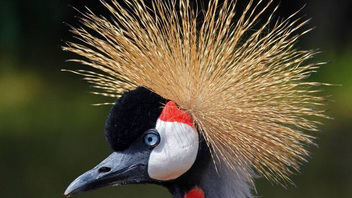 the earth is home to over 50 billion birds the earth is home to over 50 billion birds