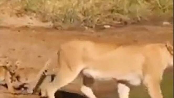 Video of lion cubs following their mother to cross a waterway goes viral ckm