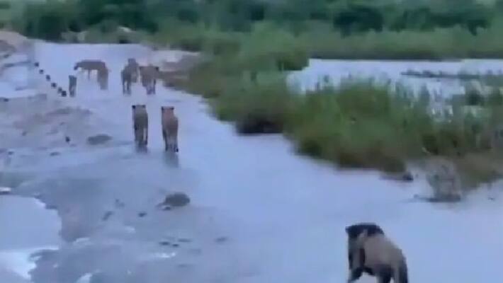 truth behind the viral video in which lions roaming around wet lands truth behind the viral video in which lions roaming around wet lands