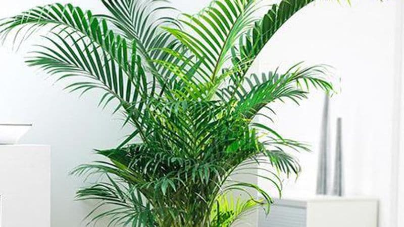 एरेका पाम (Areca Palm)
इसका वनस्पतिक नाम Dypsis lutescens है। इसे अलग-अलग जगहों में Golden Cane Palm, Areca Palm या फिर Butterfly Palm के नामों से भी जाना जाता है। इम्युनिटी को बढ़ाने में ये पेड़ एक Natural Humidifier की तरह काम करता है। यह बहुत ही असरदार प्राकृतिक Air Purifier माना जाता है। कार्बन मोनो ऑक्साइड, फोर्मेल्डिहाइड, ज़ाइलीन, टोलुईन, नाइट्रोजन डाई ऑक्साइड और ओज़ोन जैसी जहरीली गैसों को अवशोशित करता है। एरेका पाम वातावरण की कार्बन डाइऑक्साइड लेकर ऑक्सीजन छोड़ता है। इसे आप अपने लीविंग रूम में भी रख सकते हैं।
