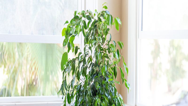 वीपिंग फिग (Weeping fig)
इसे बेंजामिन फिग और फिकस ट्री के नाम से भी जाना जाता है। यह प्लांट बेंजीन, जाइलिन, टूलीन, ट्राइक्लोरोएथिलिन और फॉर्मेल्डेहाइड को हवा से सोख लेता है। यह प्लांट ऑक्सीजन लेवल बढ़ाने के लिए फायदेमंद है। 