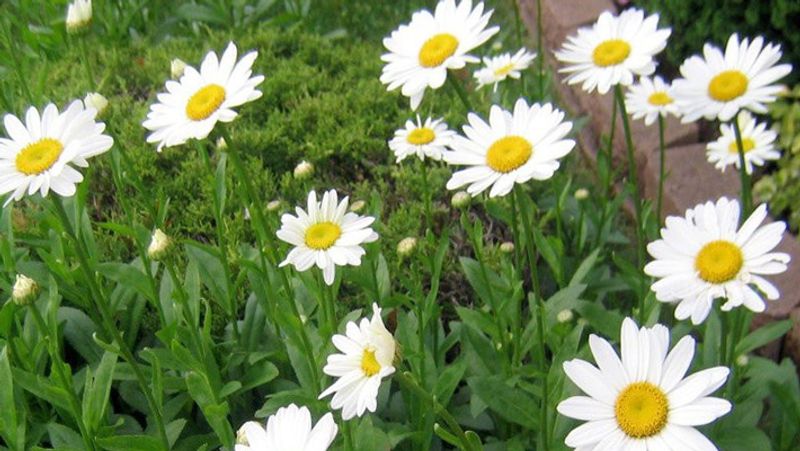 डेजी (Transvaal daisy)
यह रंगीन फूलों का पौधा होता है। ऑक्सीजन के लिए एक बेस्ट इनडोर प्लांट है। ये पौधा भी रात में ऑक्सीजन छोड़ता है। नासा के अनुसार जरबेरा डेजी, फॉर्मेल्डीहाइड, बेंजीन और ट्राइक्लोरोइथीलीन जैसे पदार्थों को हवा से हटा देता है। 