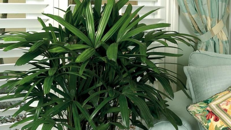ब्रॉड लेडी पाम (Broadleaf lady palm)
इसे बैंबू प्लांट के नाम से भी जाना जाता है। यह हवा को फ्रैश रखने का काम करता है। आप इसे घर के अंदर भी लगा सकते हैं। इसको लगाने दूषित हवा शुद्ध हो जाएगी। जाइलीन और ट्राईक्लोरोएथिलीन को हवा से सोख लेता है। इसे आप अपने घर में कहीं भी लगा सकते हैं।